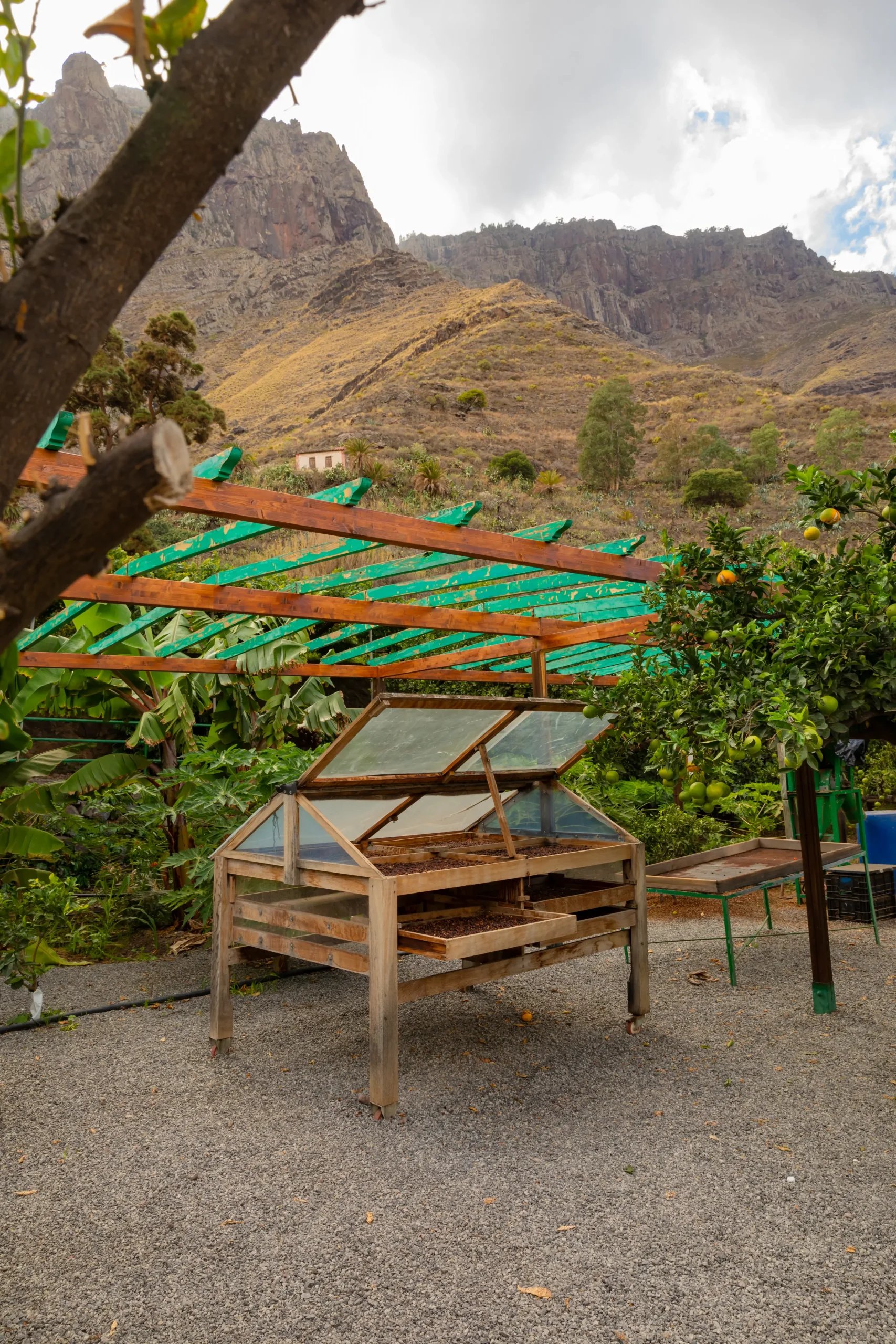 Granos de café secándose al aire libre en cajas de madera